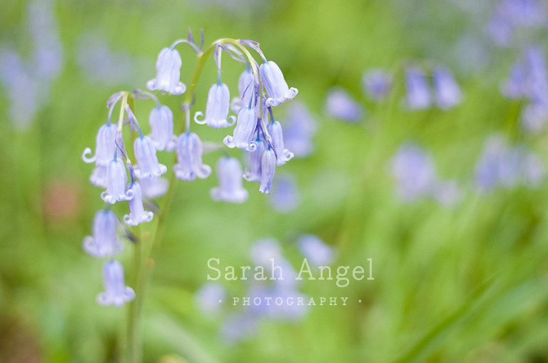 016_Edward_Sarah_Angel_Photography