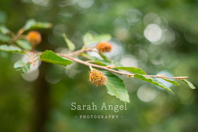 015_NatureTrail_SarahAngelPhotography